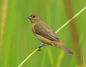 Variable seedeater (F)