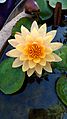 Water Lily in Hyderabad