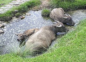 Water buffalo bathing