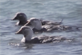 White-headed Flightless Steamer Duck (Tachyeres leucocephalus)