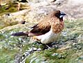 White-rumped Munia