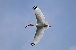 White ibis (Eudocimus albus ramobustorum) in flight