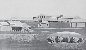 Yarralumla Woodshed 1910 2