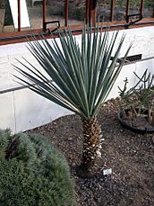 Yucca schottii 20070226-1535-58