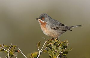 Eastern subalpine warbler Facts for Kids