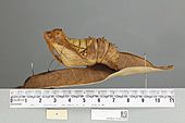 013602868 Ornithoptera priamus poseidon lateral pupa