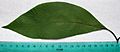 20cm avocado leaf