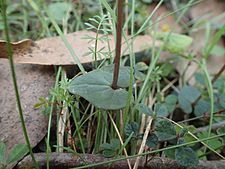 Acianthus apprimus leaf