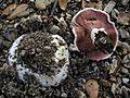 Agaricus.bitorquis.nathan