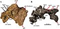 Akainacephalus and nodocephalosaurus skulls