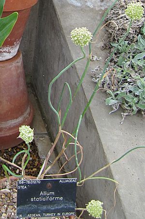 "Allium staticiforme" at Kew Gardens