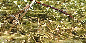 Aquatic Garter Snake - Stierch A.jpg