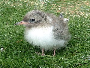 Arctic tern (Sterna paradisaea) chick