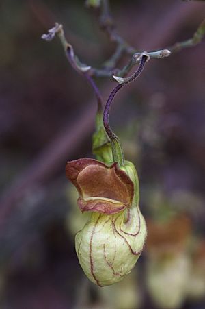 Aristolochia californica.jpg