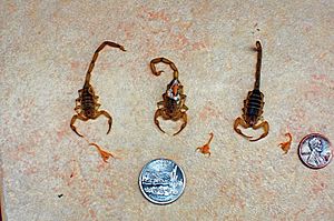 Basgen-scorpion-compared