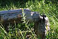 Beaver sign on Meeks Creek Aug 2010