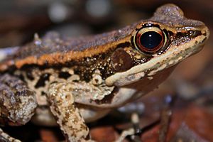Brown Wood Frog (Hylarana latouchii) 闊褶蛙4.jpg