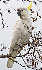 Cacatua galerita Tas 2