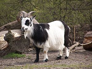 Capra aegagrus hircus at Tierpark Berlin (2)