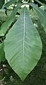 Carya laciniosa leaf