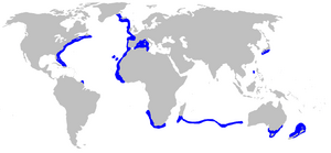 World map with blue shading in the northern Atlantic Ocean, western Mediterranean Sea, southern Indian Ocean, and off Japan