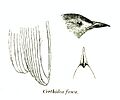 CerthideaFuscaPZSL1870