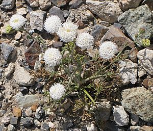Chaenactis carphoclinia Pebble pincushion