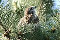 Common Buzzard fledgling in Pinus nigra 2010-06-16