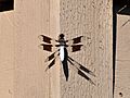 Common whitetail dragonfiy - male