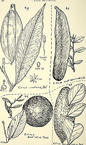 Comprehensive catalogue of Queensland plants, both indigenous and naturalised. To which are added, where known, the aboriginal and other vernacular names; with numerous illustrations, and copious (14779628021).jpg