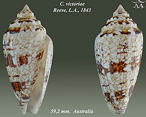 Conus victoriae 2.jpg