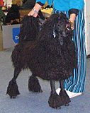 Corded Standard Poodle black