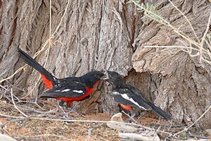 Crimson-breasted Shrike (Laniarius atrococcineus) feeding its young ... (44303938590)