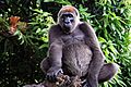 Cross river gorilla