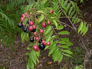 CurryLeaf Fruits