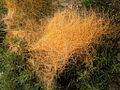Cuscuta-californica