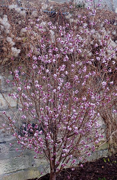 Daphne bholua (3307537340)