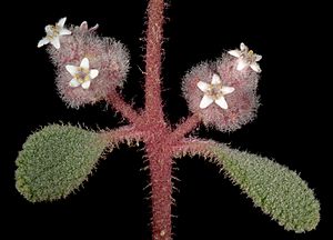 Dicrastylis cordifolia-Kevin Thiele.jpg