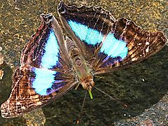 Doxocopa laurentia-male