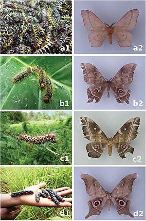 Edible insects of Northern Angola (10.3897-afrinvertebr.58.21083) Figure 2