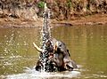 Elephant in Nagarhole National Park
