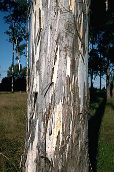 Eucalyptus argophloia bark