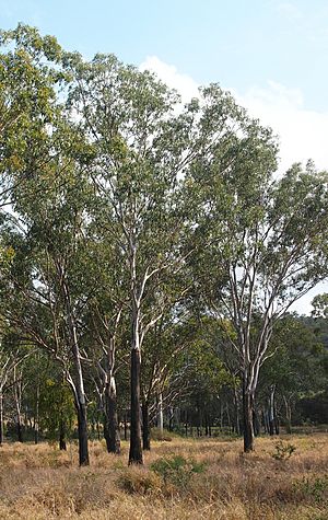 Eucalyptus cambageana.jpg