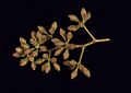Eucalyptus dawsonii buds