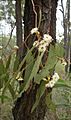 Eucalyptus fibrosa flowers