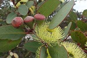 Eucalyptus preissiana buds