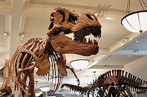 Field dinos 2
