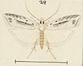Fig 29 MA I437913 TePapa Plate-LII-The-butterflies full (cropped)