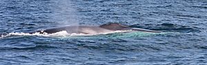 Fin whale Porcupine Seabight Ireland