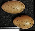 Gavia stellata MWNH 0489